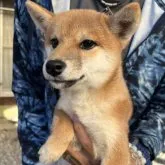 柴犬(標準サイズ)【三重県・女の子・2023年6月27日・赤】の写真1「顔はとても素晴らしい顔立ちです」