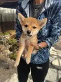 柴犬(標準サイズ)【三重県・女の子・2023年6月27日・赤】の写真2「まだまだ小柄です」
