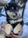 柴犬(標準サイズ)【三重県・男の子・2021年10月30日・黒】の写真2