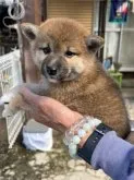 柴犬(標準サイズ)【三重県・女の子・2023年3月22日・赤】の写真3