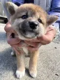 柴犬(標準サイズ)【三重県・女の子・2023年3月22日・赤】の写真4