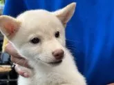 柴犬(標準サイズ)【三重県・男の子・2023年7月10日・白】の写真5