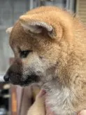 柴犬(標準サイズ)【三重県・女の子・2023年3月22日・赤】の写真5