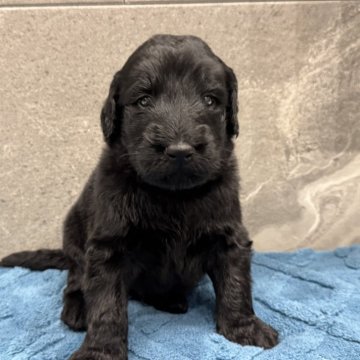 フラットコーテッドレトリバー【静岡県・男の子・2025年10月31日・ブラック】の写真「兄妹唯一の男の子です。」