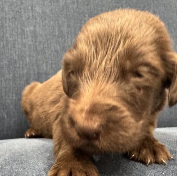 フラットコーテッドレトリバー【静岡県・女の子・2025年6月2日・レバー】の写真「フラットの子犬生まれました。」