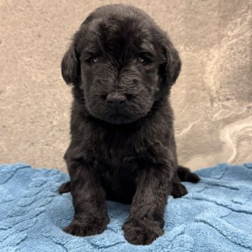 フラットコーテッドレトリバー【静岡県・女の子・2025年10月31日・ブラック】の写真「体格のがっちりとした女の子です‼」