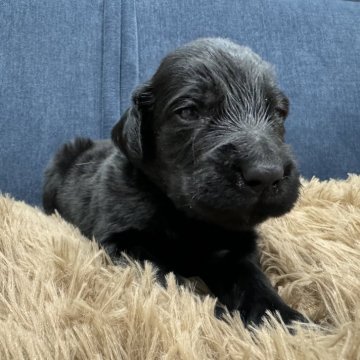 フラットコーテッドレトリバー【静岡県・女の子・2025年1月3日・ブラック】の写真「甘えん坊さんな女の子です」