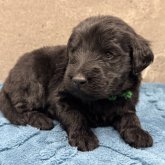 フラットコーテッドレトリバー