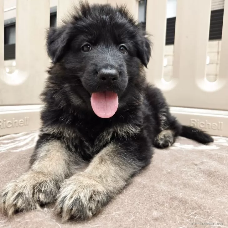 ID:2504-01168の子犬
