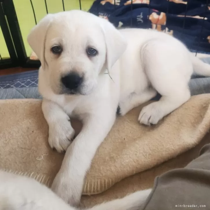 ID：2403-03044の子犬
