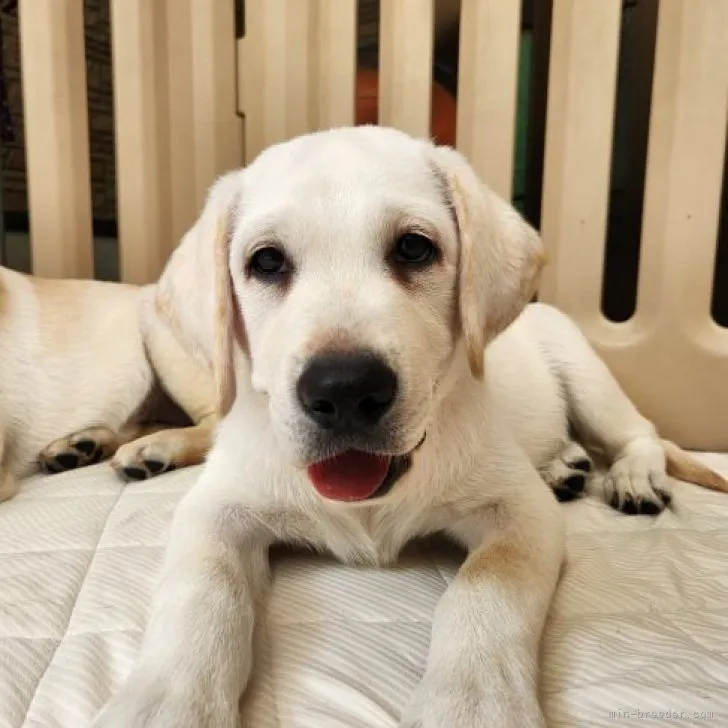 ID:2307-01143の子犬