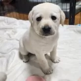 ラブラドールレトリバー【兵庫県・女の子・2024年1月29日・イエロー】の写真1