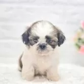 シーズー