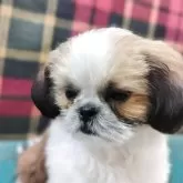 シーズー【山形県・男の子・2025年7月26日・ホワイト&ゴールド】の写真2