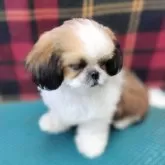 シーズー【山形県・男の子・2025年7月26日・ホワイト&ゴールド】の写真3