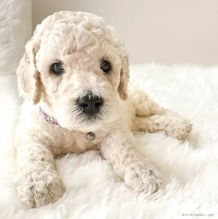 ID:2506-00350の子犬