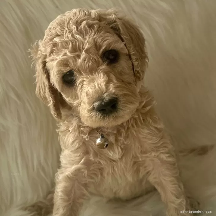 りーちゃん 様のお迎えした子犬