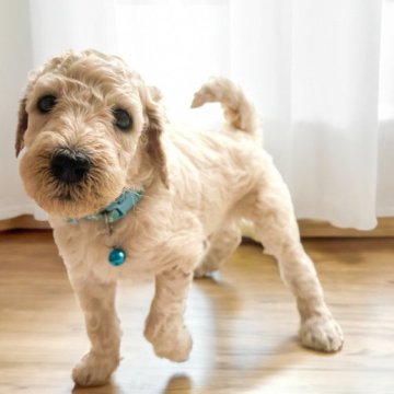 スタンダードプードル【埼玉県・男の子・2025年7月20日・クリーム】の写真「🐶💨 遊ぶの大好き甘えん坊男子 🐶✨」