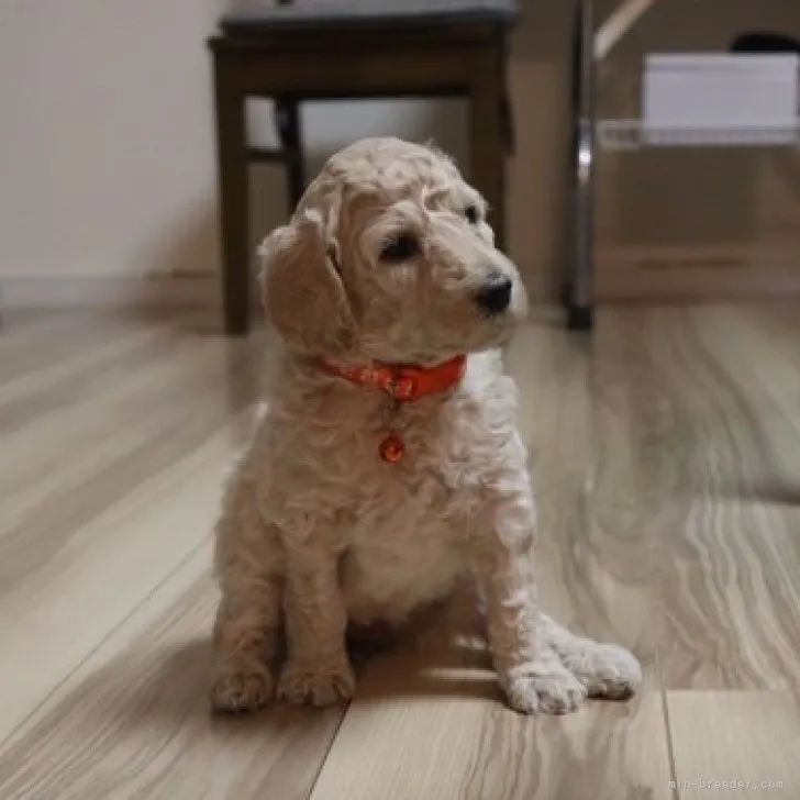 ID：2305-02201の子犬