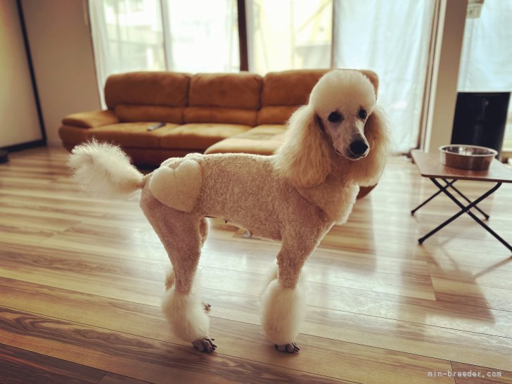 スタンダードプードル【・女の子・2021年11月28日・クリーム】「とっても美犬で人懐っこくて甘えん坊なミルクちゃんです。🥰」