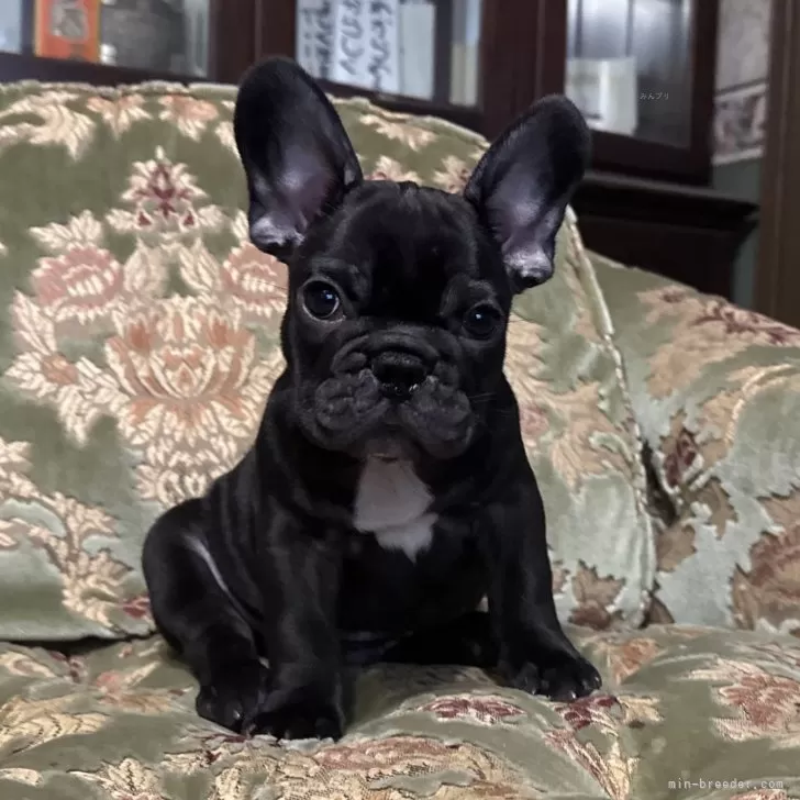 ID：2411-02671の子犬