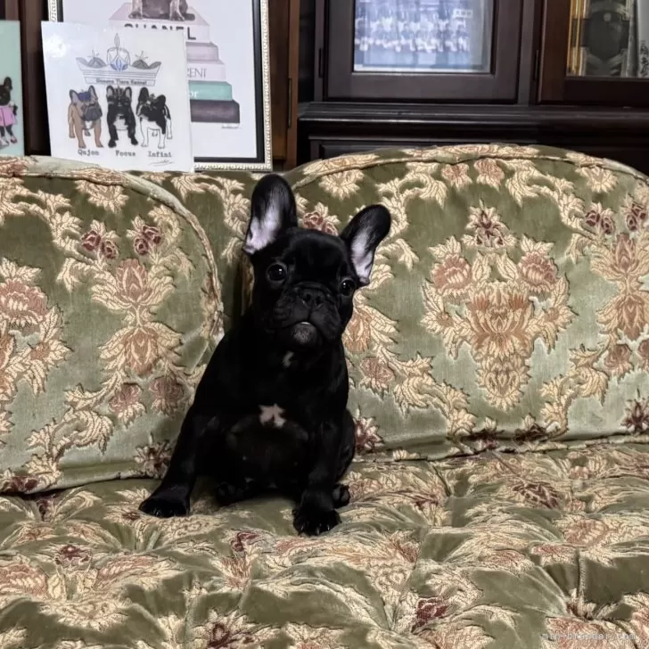 フレンチブルドッグ【三重県・女の子・2025年7月26日・ブリンドル】の写真1