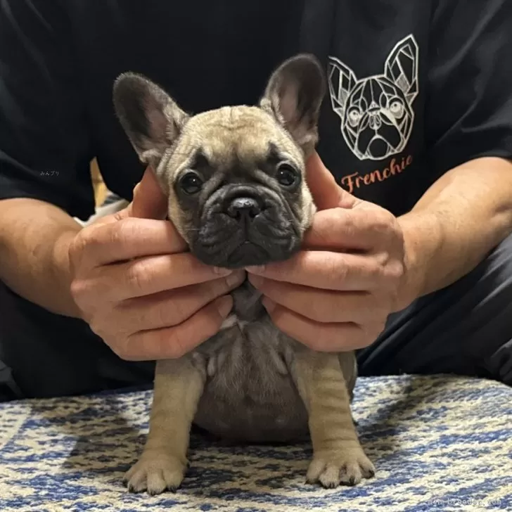 ID:2506-04119の子犬