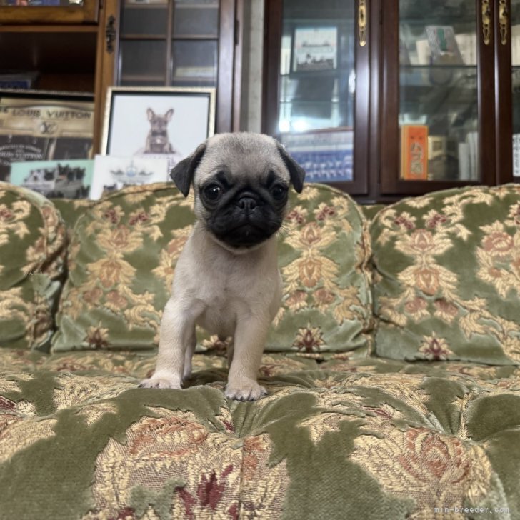 ブリーダー画像