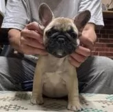 フレンチブルドッグ