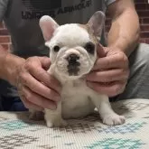 フレンチブルドッグ