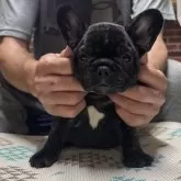 フレンチブルドッグ