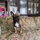 フレンチブルドッグ