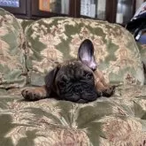 フレンチブルドッグ