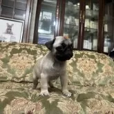 パグ【三重県・女の子・2025年8月16日・フォーン】の写真2