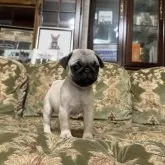 パグ【三重県・男の子・2025年8月16日・フォーン】の写真3