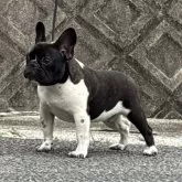 フレンチブルドッグ【三重県・男の子・2024年10月3日・パイド】の写真4