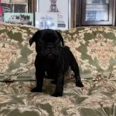 フレンチブルドッグ【三重県・男の子・2025年7月26日・ブリンドル】の写真4