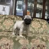 パグ【三重県・男の子・2025年8月16日・フォーン】の写真4