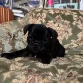 フレンチブルドッグ【三重県・男の子・2025年7月26日・ブリンドル】の写真5