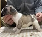フレンチブルドッグ【三重県・女の子・2025年11月15日・パイド】の写真5