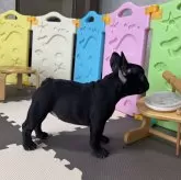 フレンチブルドッグ【三重県・女の子・2025年7月26日・ブリンドル】の写真5