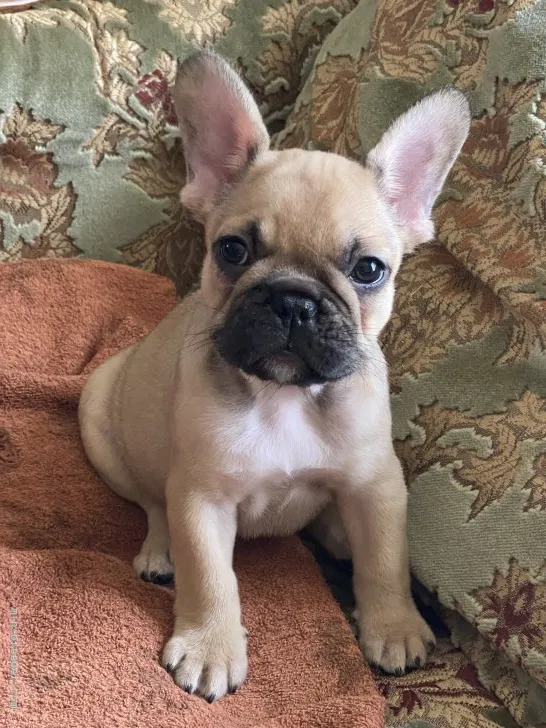 ID：2107-01541の子犬