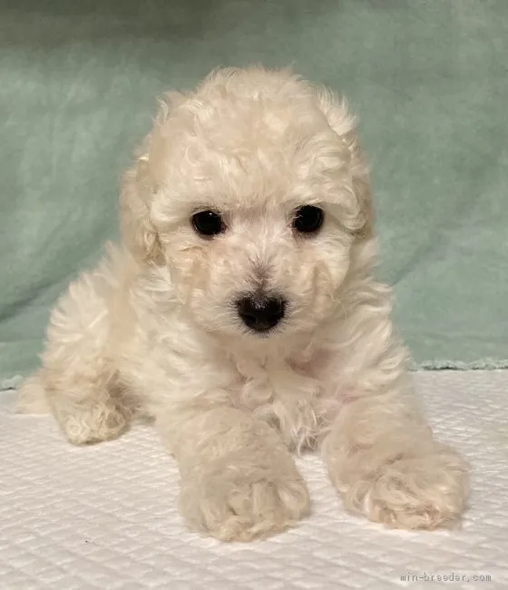 ID：2011-00480の子犬