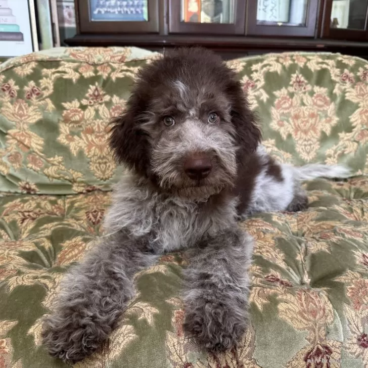 ID:2408-00972の子犬