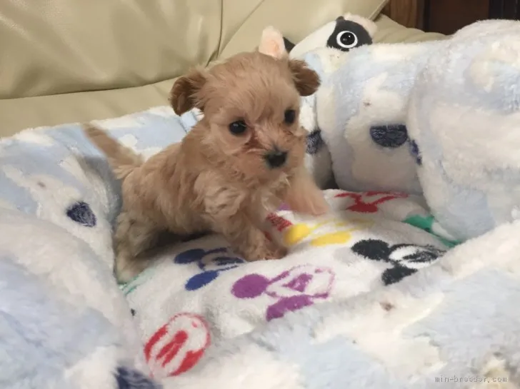 ID：1910-01760の子犬