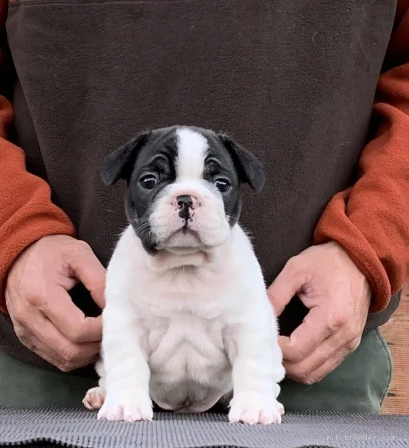 ID:2011-02810の子犬