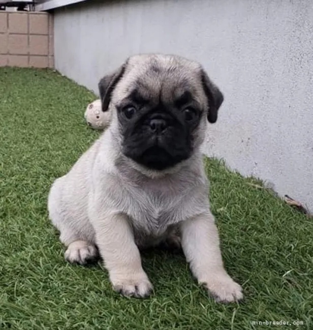 ID:2108-03470の子犬
