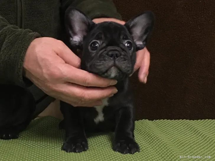 ユウジ 様のお迎えした子犬