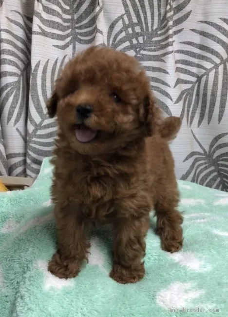 ID：1907-02948の子犬