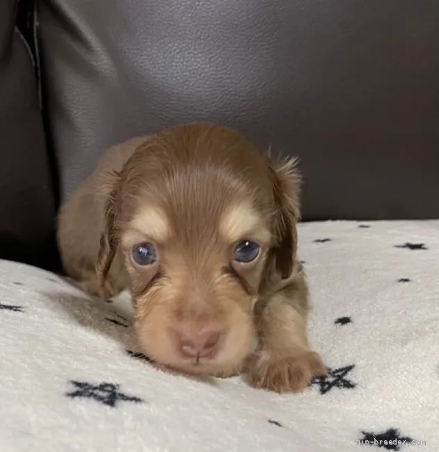 ID：2109-01241の子犬